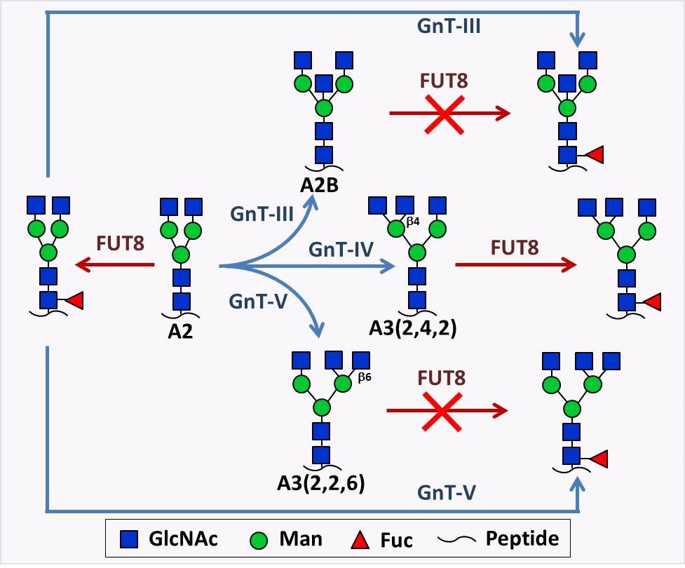 The Interplay of Glycosyltransferases Shapes the Structures of Glycans